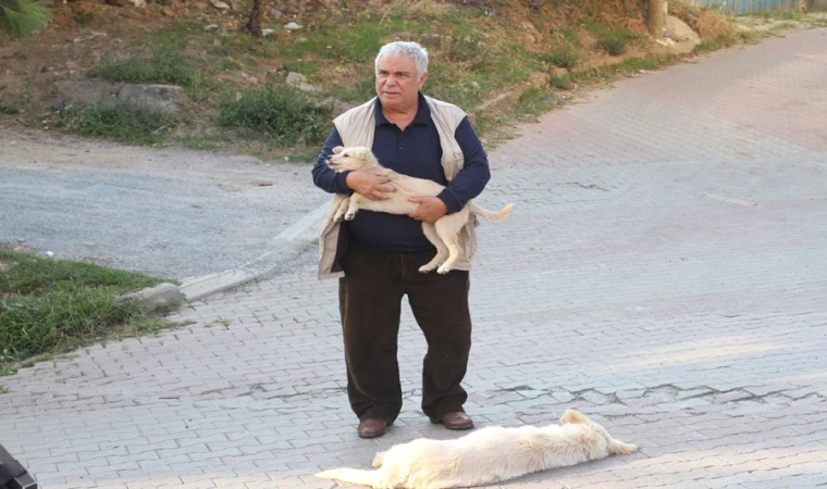 SOKAK HAYVANLARI’ İÇİN DUYARLI SAHNE